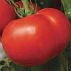 Томат стреза f1: отзывы об урожайности, характеристика и описание сорта, фото помидоров