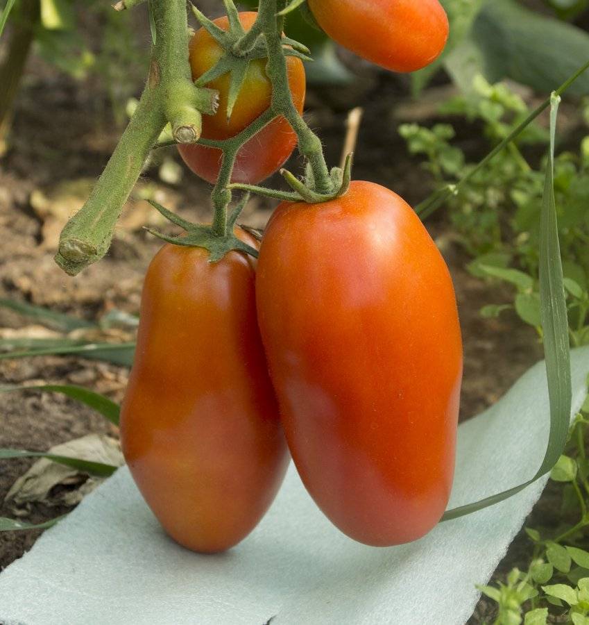 Сорт помидор перцевидный с фото