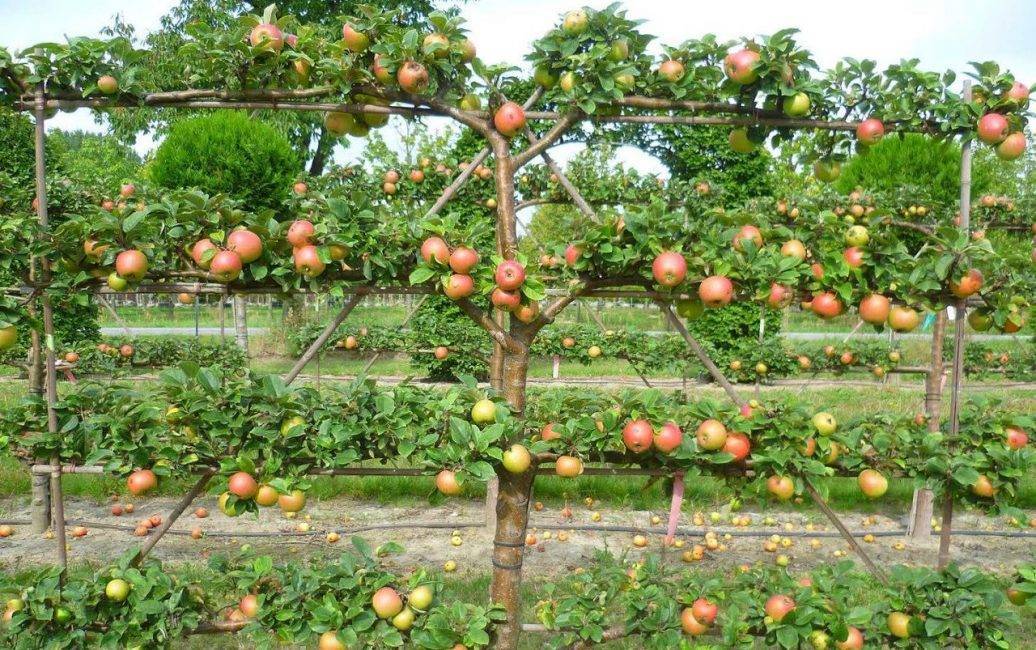 Лучшие сорта яблонь для подмосковья- советы по выбору сорта