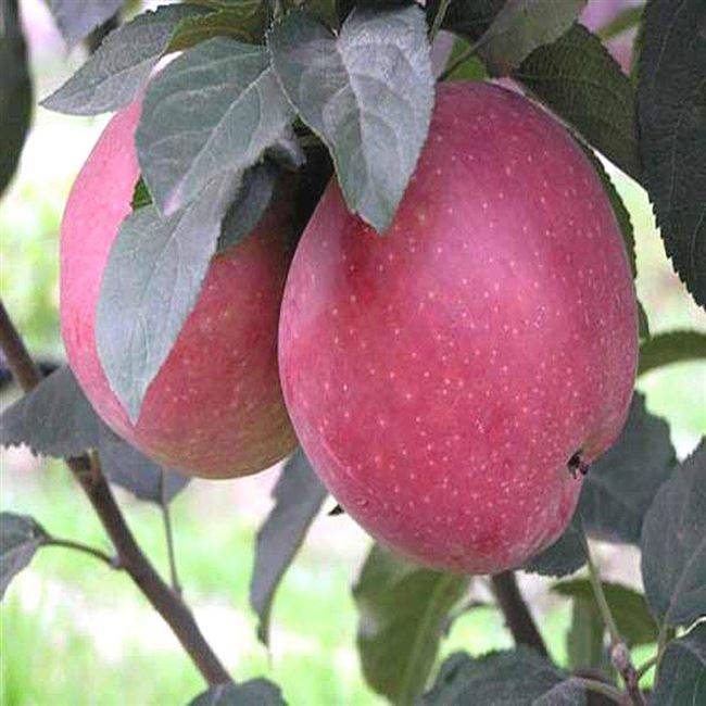 Яблоки ред делишес: описание и характеристики сорта, выращивание и уход