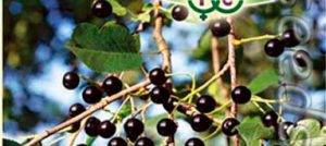 Сорт вишни шоколадница: фото и описание, отзывы дачников