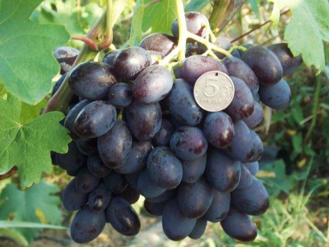 Виноград каталония: особенности и характеристики сорта. отзывы виноградарей и садоводов