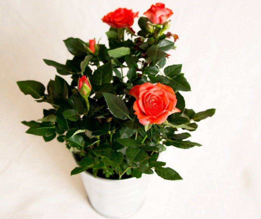 Роза кордана цветок. описание, особенности, виды и выращивание розы кордана | сад и огород.ру