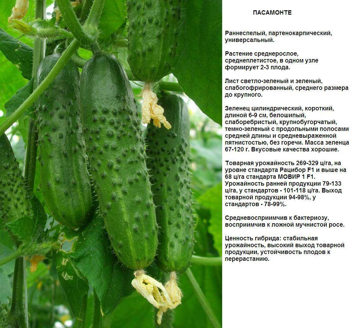 Сорта огурцов для теплицы: описания, фото, рекомендации по выращиванию