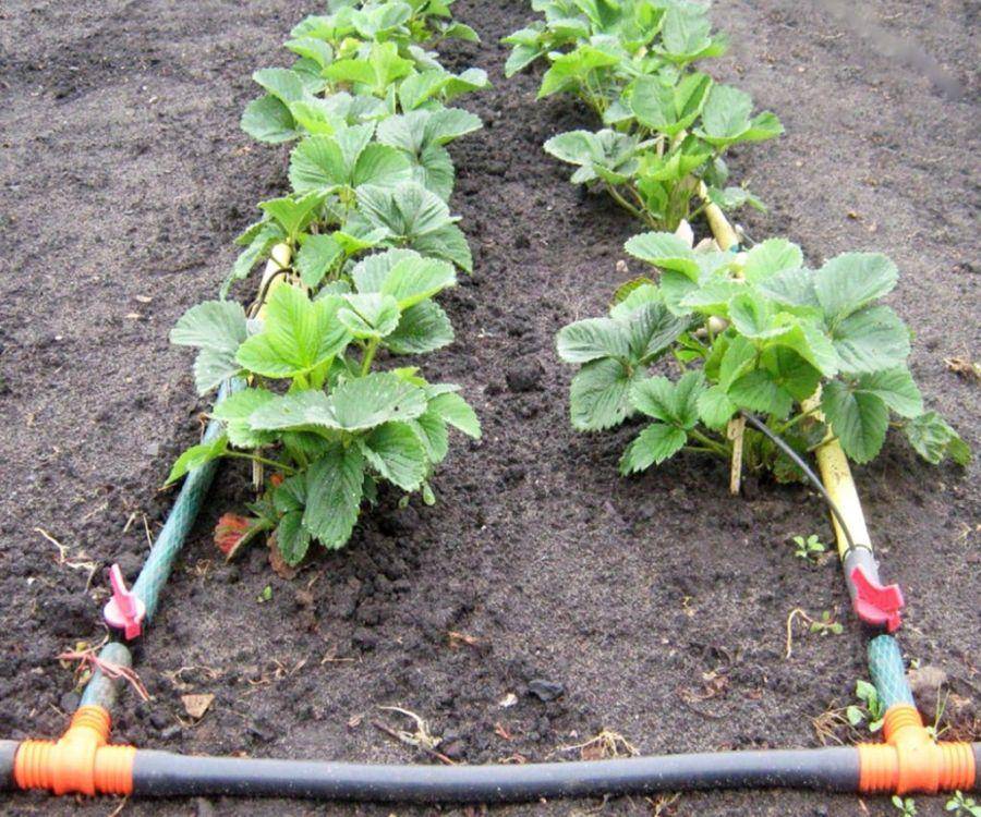 Выращивание клубники в открытом грунте: агротехника, сорта, способ