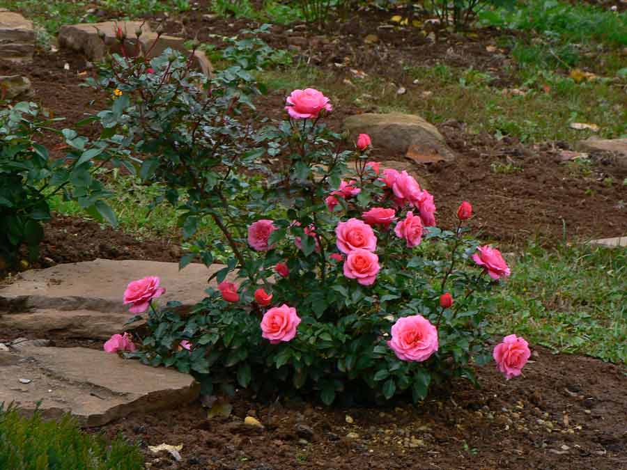 Посадка чайно-гибридных роз и уход за ними в открытом грунте