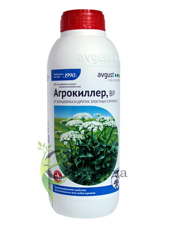 «агрокиллер+магнум» — уникальный препарат для уничтожения борщевика и других злостных сорняков