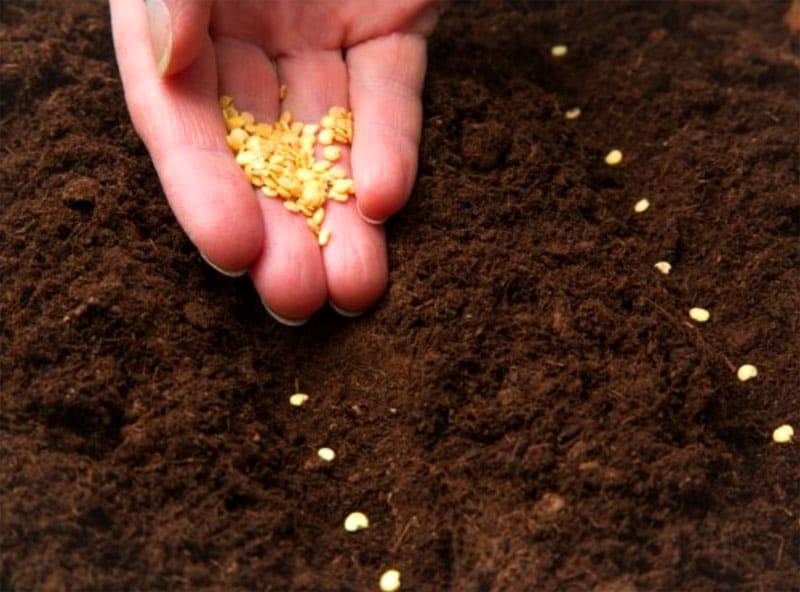 Инструкция, как замочить кукурузу для посадки: подготовка семян, их посадка, выращивание и уход в открытом грунте