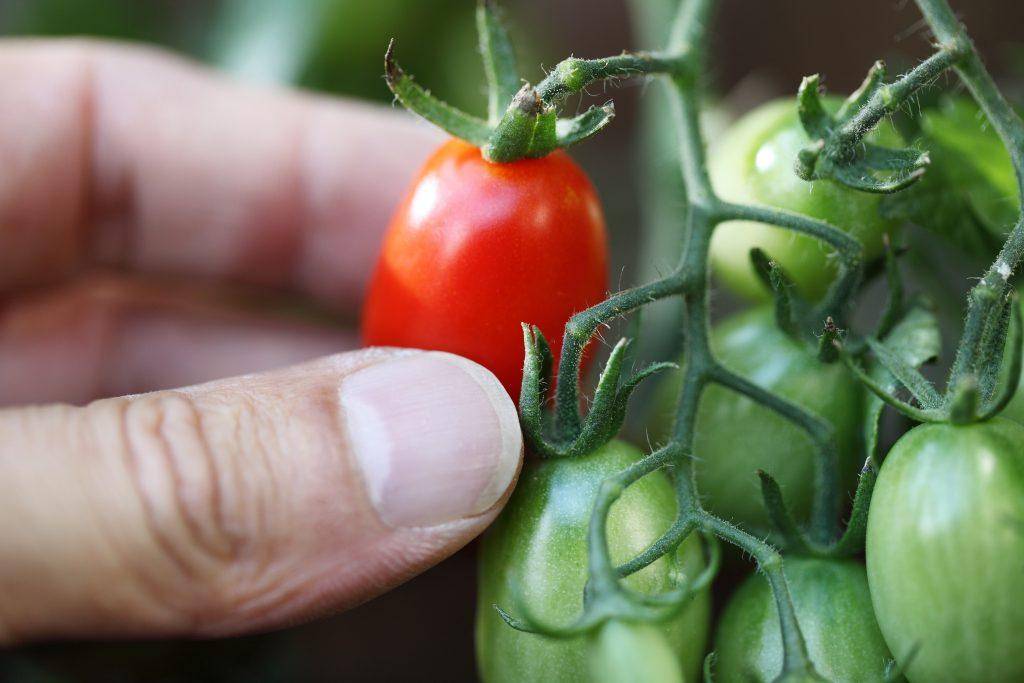 Комнатный сюрприз: как вырастить компактный томат дома | садоводство24