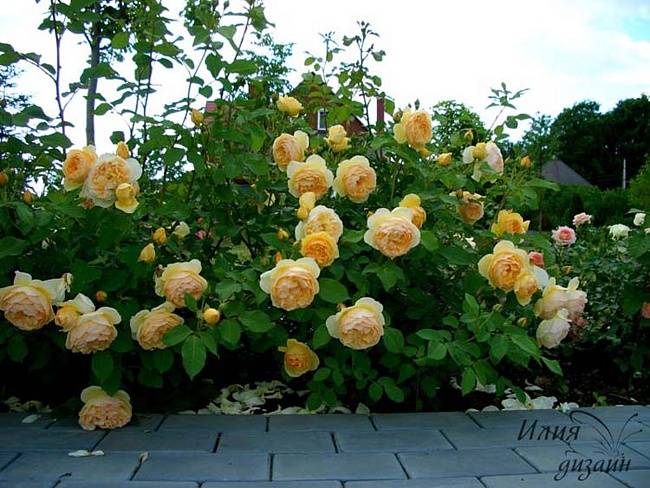 Плетистая роза "глория деи" (описание сорта, отзывы, уход, фото)