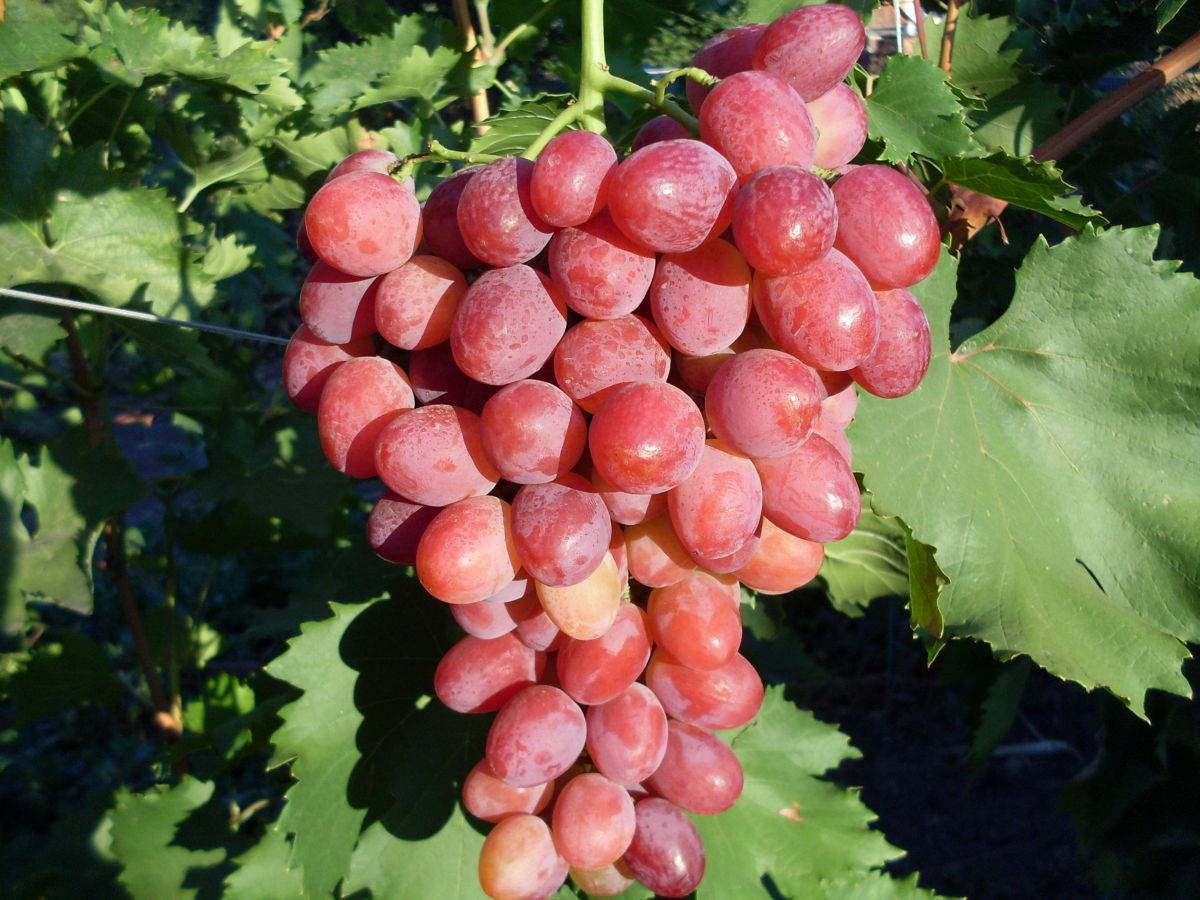 Описание сорта винограда рубиной юбилей и его характеристика