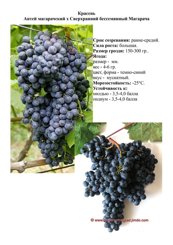 Описание винограда сорта Фуршетный, правила посадки и ухода
