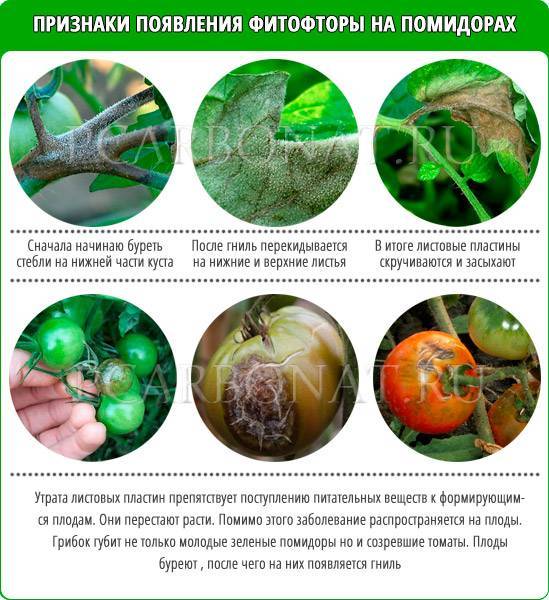 Фитофтора на помидорах, паутинный клещ на огурцах: как бороться? как бороться с болезнями томатов, огурцов, перцев