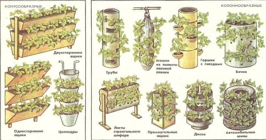 Клубника - в открытом грунте и в теплице: выращивание и уход