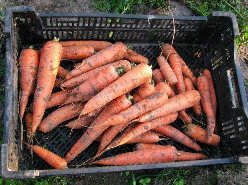 Как сохранить морковь на зиму в домашних условиях в квартире и свеклу: лучшие способы, где правильно держать корнеплод, чтобы не завял как можно дольше selo.guru — интернет портал о сельском хозяйстве