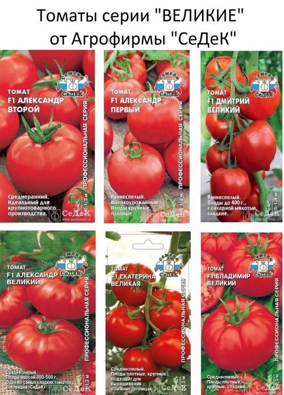 Новые сорта томатов сибирской селекции на 2022 год: главные преимущества, лучшие наименования с описанием и фото