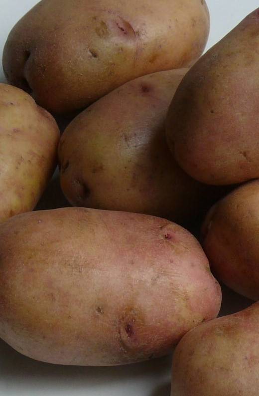Сорт картофеля голубизна: характеристика и рекомендации по выращиванию