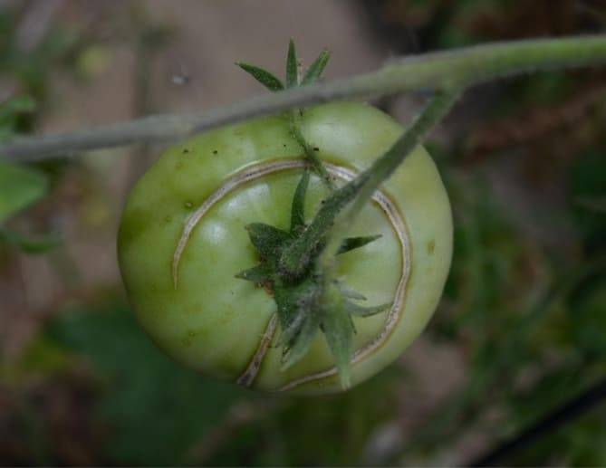 Почему трескаются помидоры в теплице + обзор различных болезней томатов
