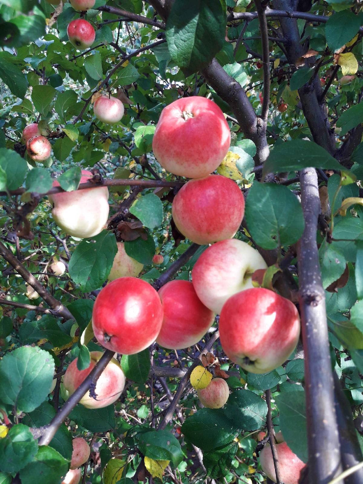 Яблоня алтайское багряное описание фото