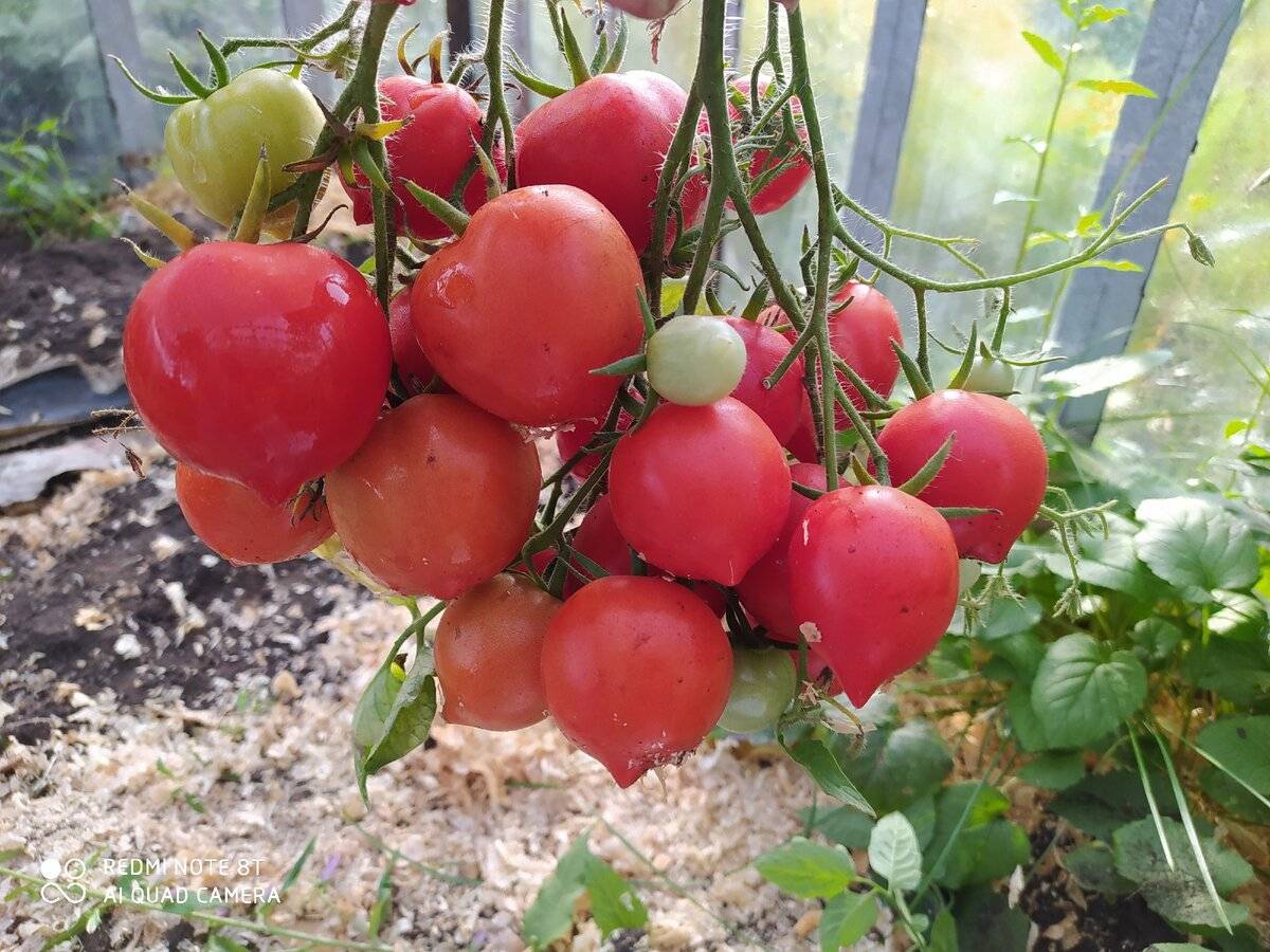 Томат "юбилейный тарасенко": отзывы, фото помидоров, характеристика и описание сорта, его преимущества и недостатки
