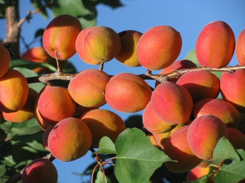 Гибрид сливы и абрикоса: характеристика и описание, лучшие сорта, особенности выращивания и ухода, фото