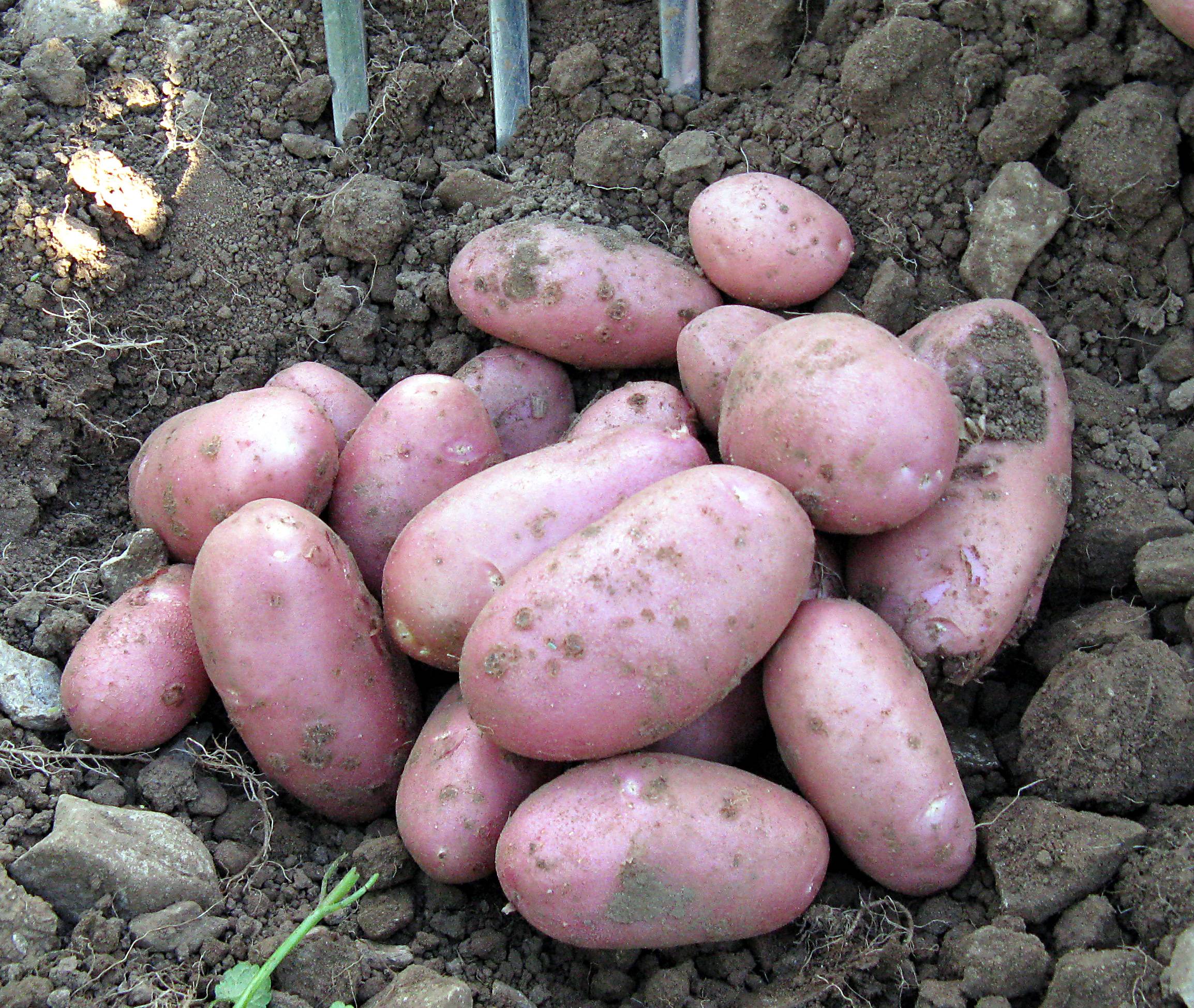 Картофель елизавета – описание сорта, фото, отзывы