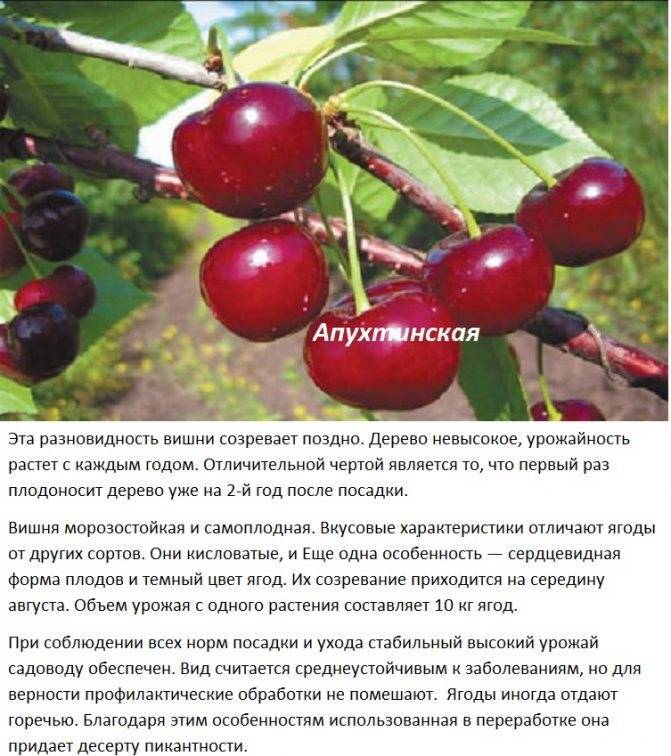 Описания 20 лучших сортов черешни для выращивания в Средней полосе России