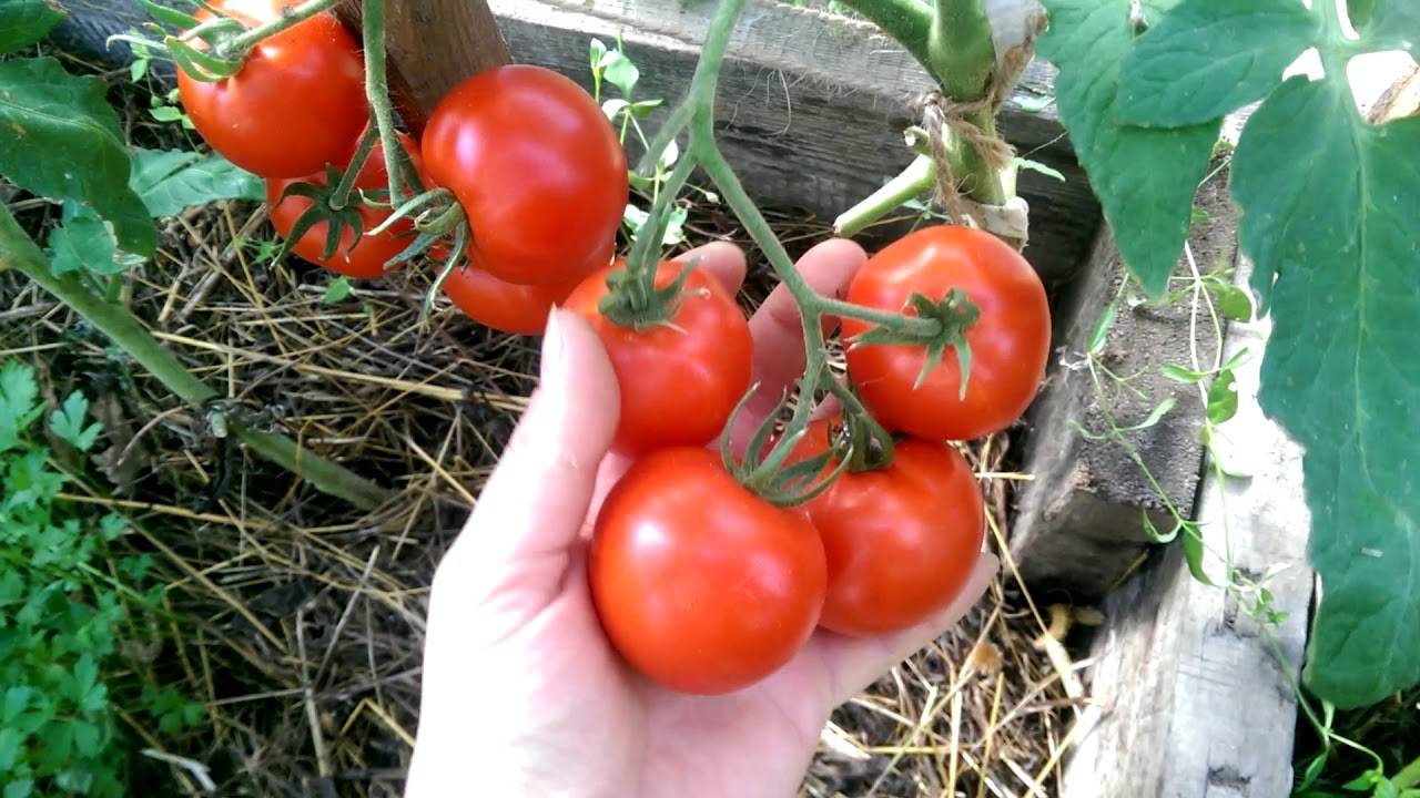 Лучшие сорта томатов: фото, названия и описания (каталог)