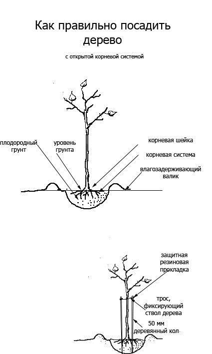Посадка груши весной: в средней полосе и других регионах россии