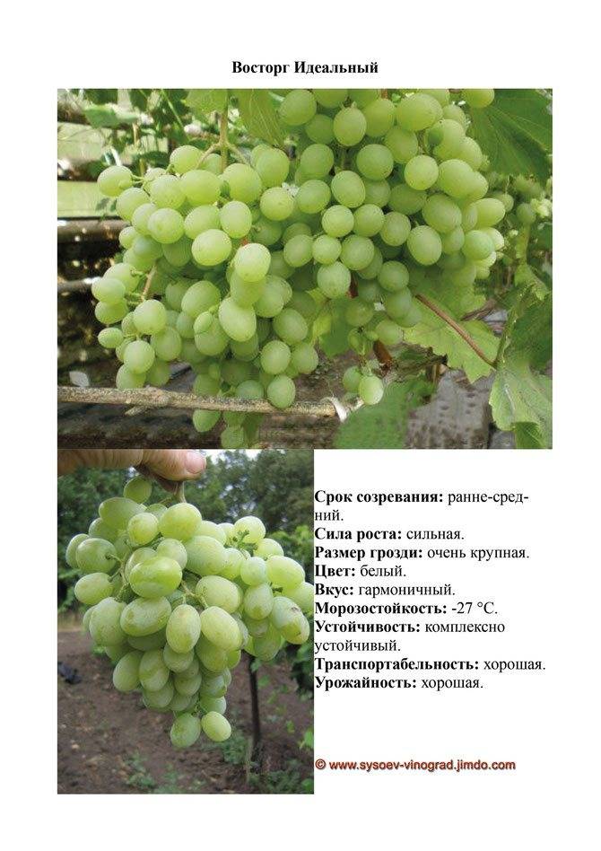 Виноград мускат: 110 фото, описание сорта, особенности выращивания и советы по посадке и сбору урожая