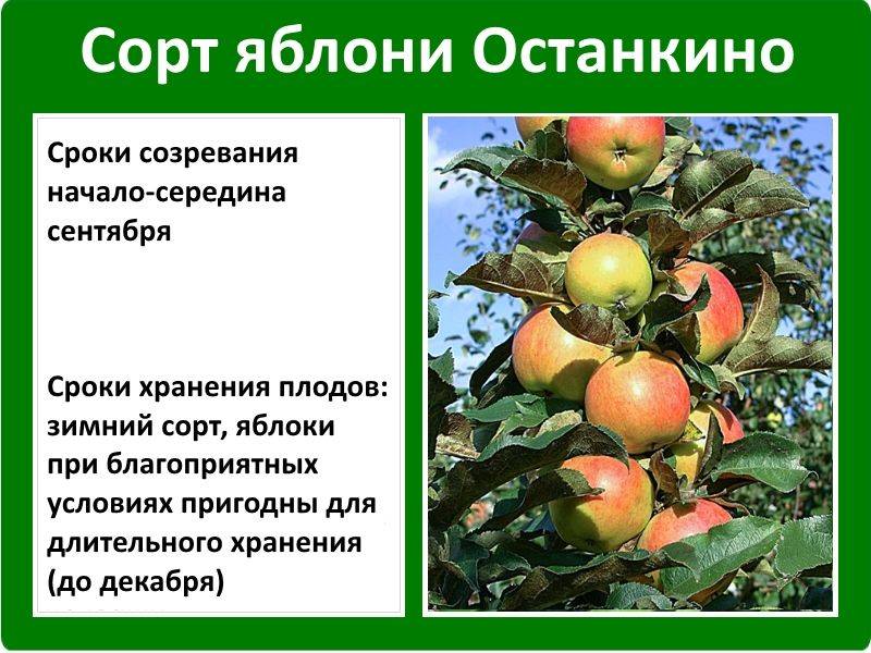 Описание и характерный черты колоновидной яблони «президент»: отзывы и фото
