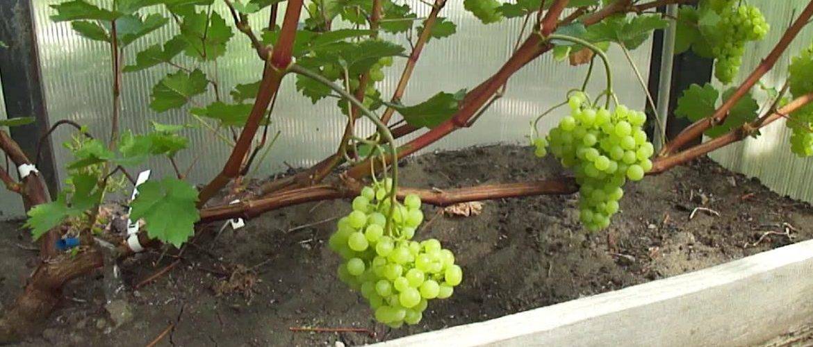 Сорт винограда велика: описание и отзывы, фото