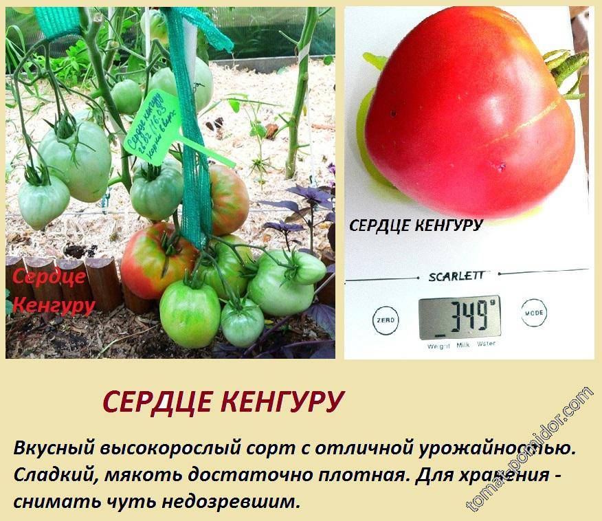 Описание и агротехника выращивания крупноплодных томатов Сердце кенгуру