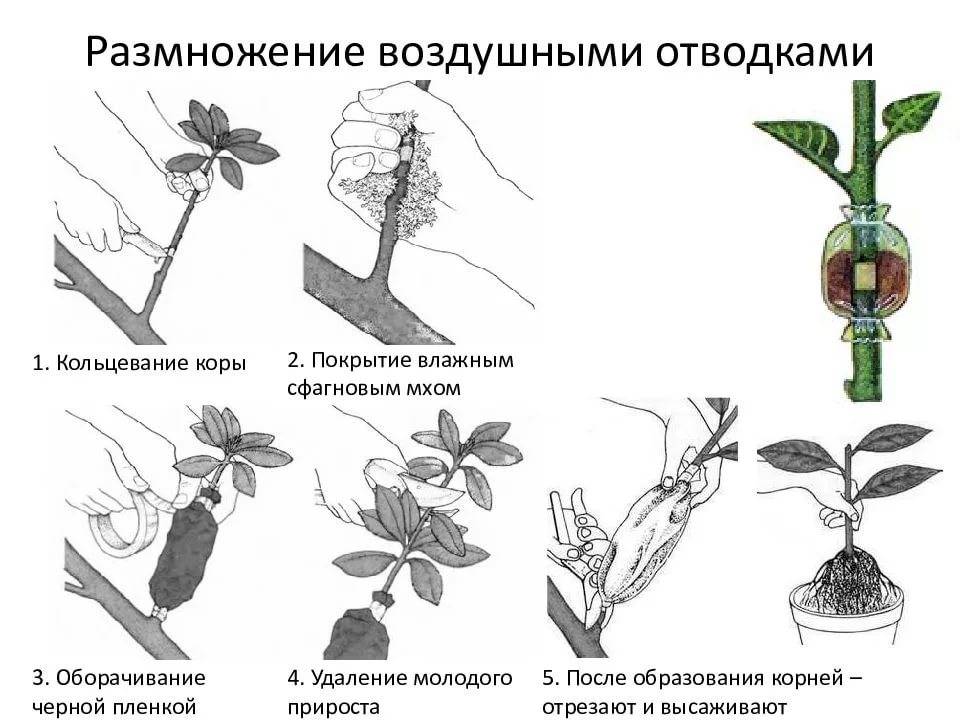 Черенкование яблони летом: как размножить дерево зелеными, одеревеневшими, воздушными черенками, как укоренить ветку, советы по размножению черенками