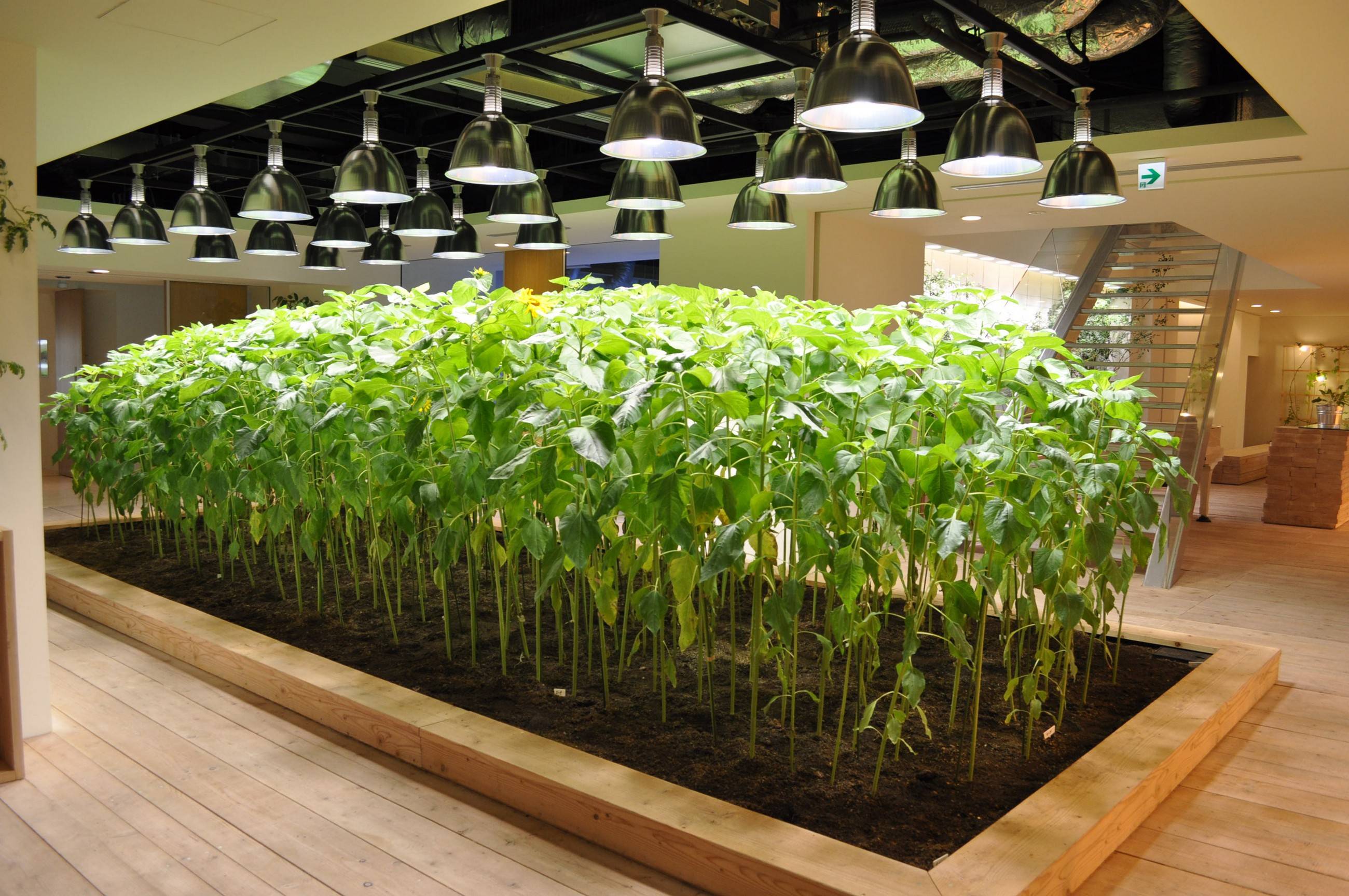 Выращивание зелени на гидропонике в домашних условиях