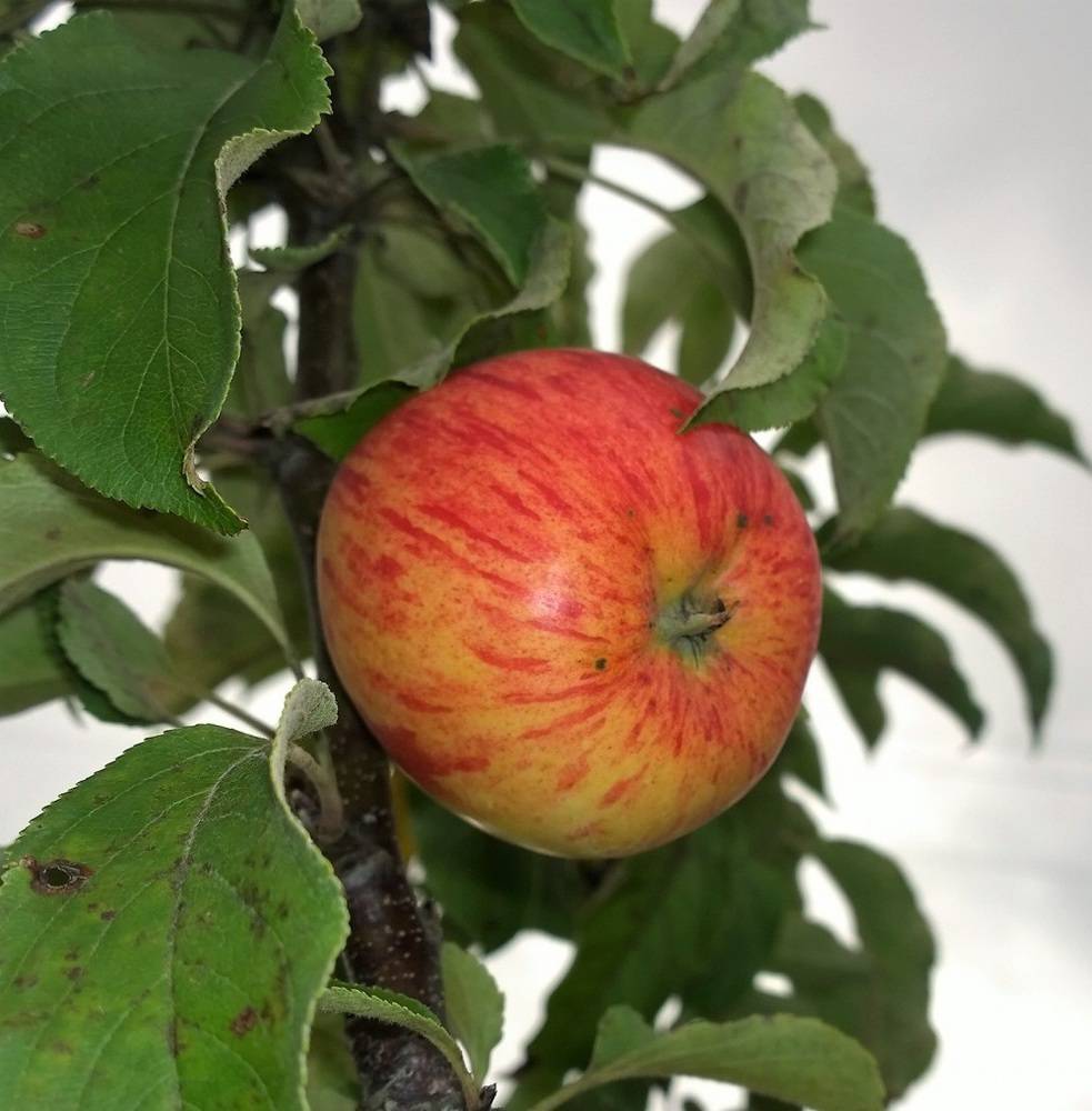 Яблоня коричное полосатое: описание старинного сорта с отменными вкусовыми качествами, отзывы садоводов о выращивании
