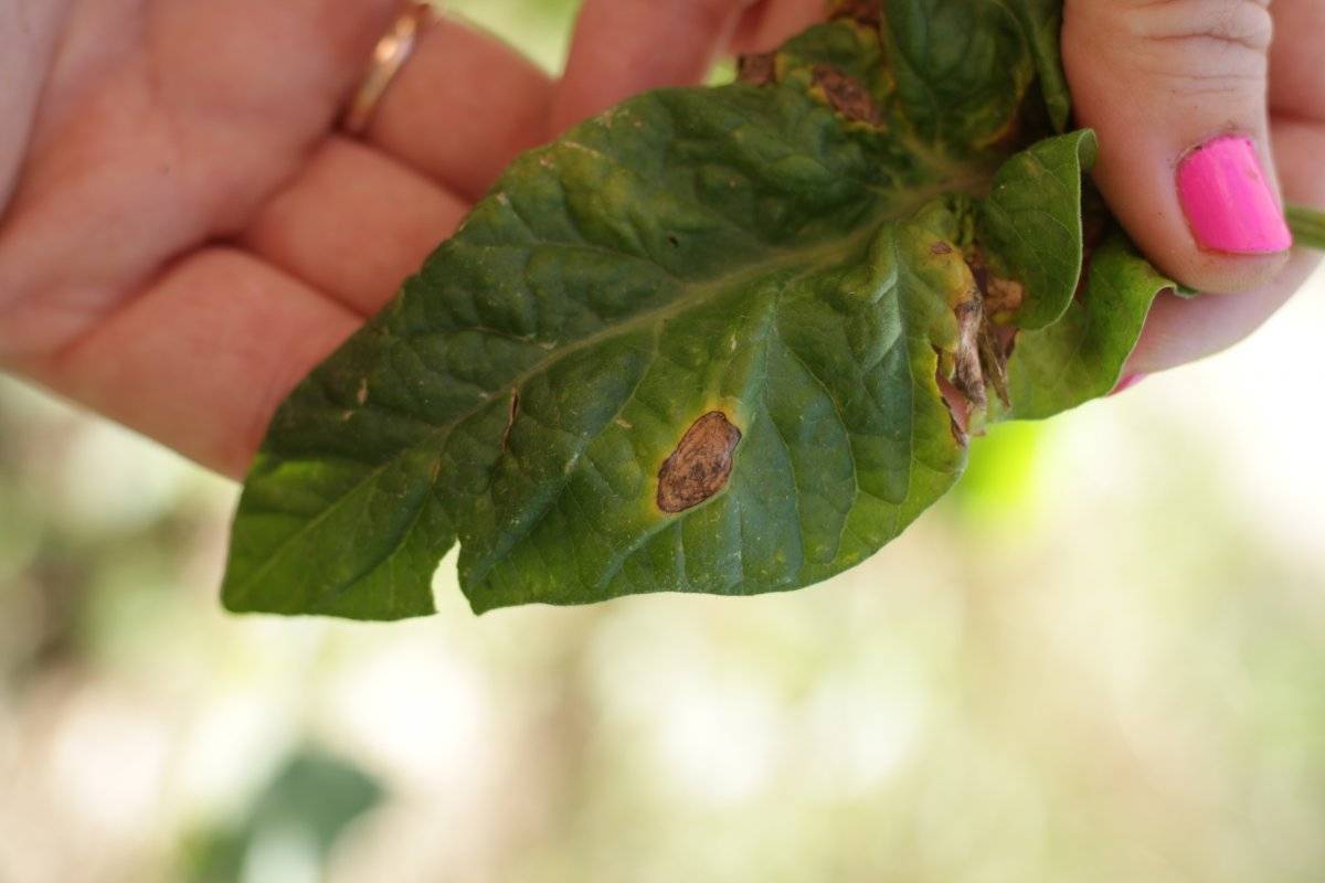 Причины и лечение альтернариоза томатов, борьба с сухими пятнами на листьях