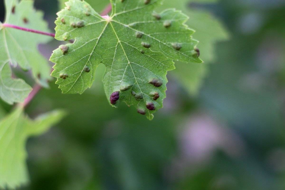 Как распознать и вылечить самые опасные болезни винограда