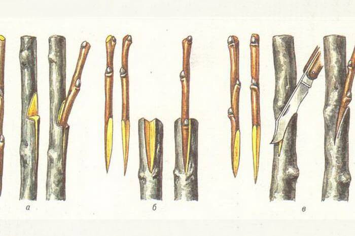 Когда лучше прививать плодовые деревья. Окулировка яблони весной. Прививка яблони окулировкой. Прививка яблони на дичку. Прививка груши на яблоню.