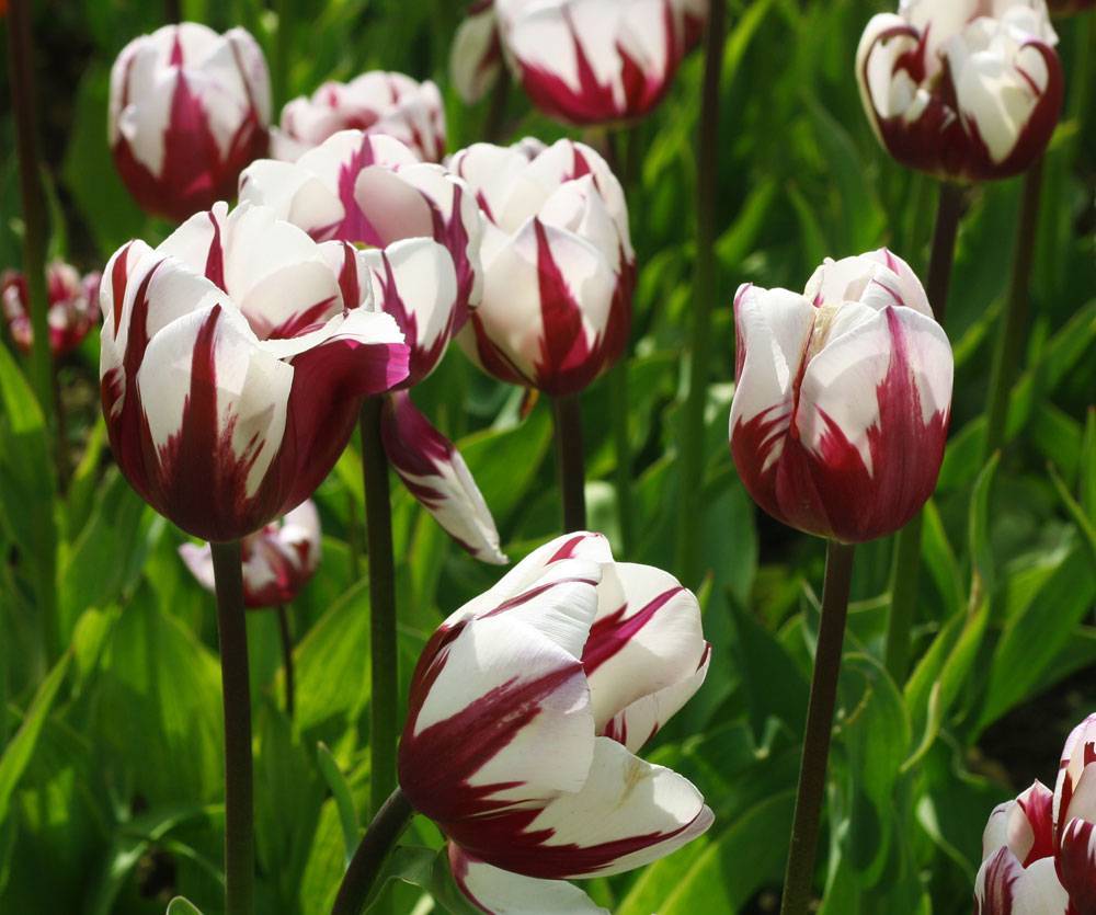 Крупнейшие тюльпаны и другие виды tulipa l., фото