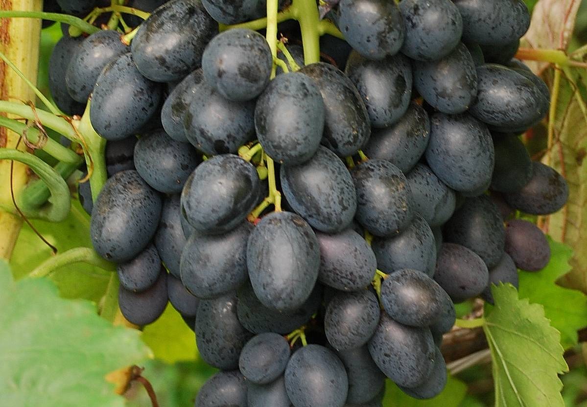 Сорт винограда сичеслав фото и описание
