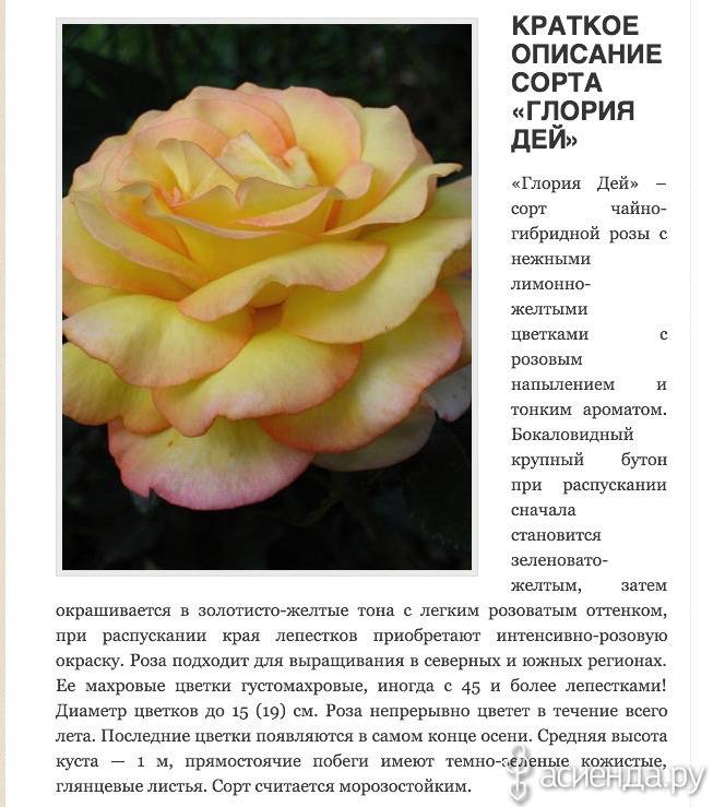 Описание и характеристики розы сорта Глория Дей, правила посадки и ухода