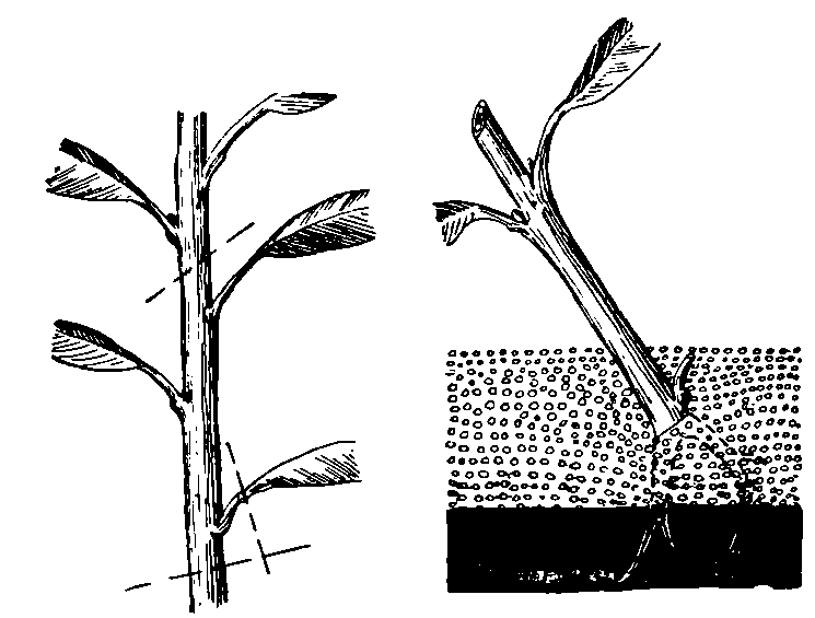 Размножение сливы: корневой порослью, когда отсаживать, отводками