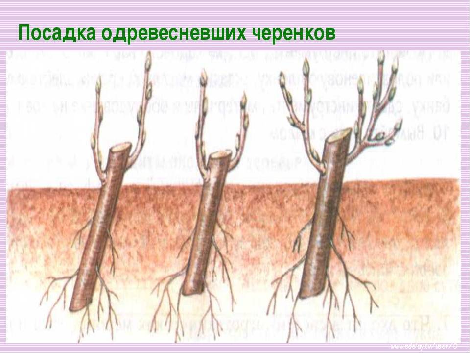 Особенности размножения вишни косточкой, порослью, черенками