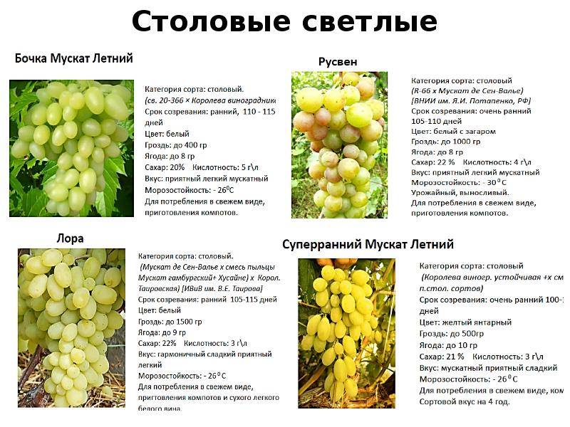 Виноград солярис: описание сорта и характеристики, посадка и уход, морозостойкость