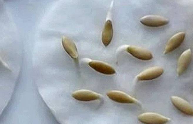 Как сажать огурцы семенами: какой стороной, фото