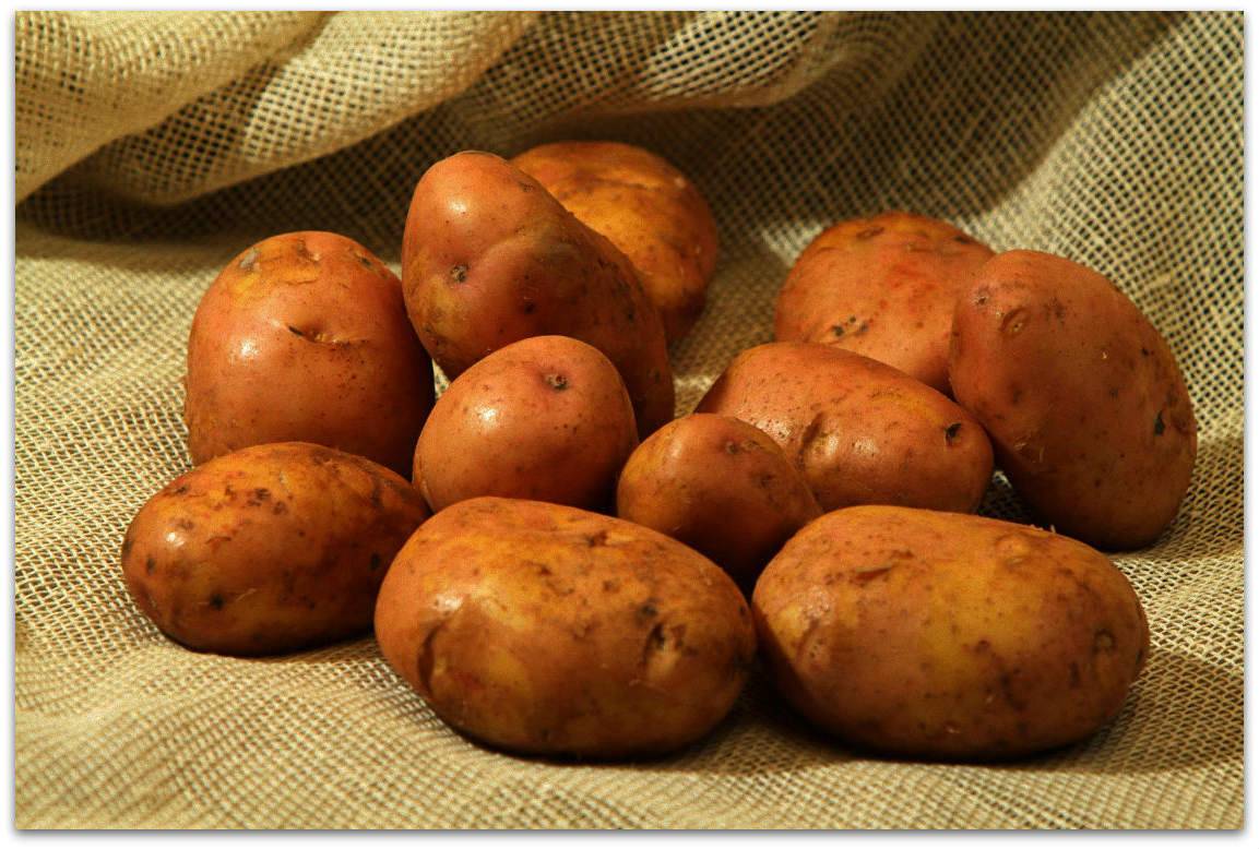 Описание и характеристики 15 лучших сортов картофеля для белоруссии