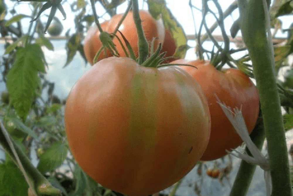 Сорт томатов алсу с фото и описанием