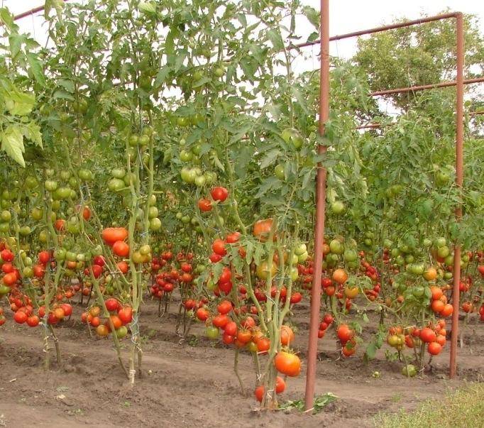 Высокорослые помидоры: технология выращивания, посадка, полив и подкормка