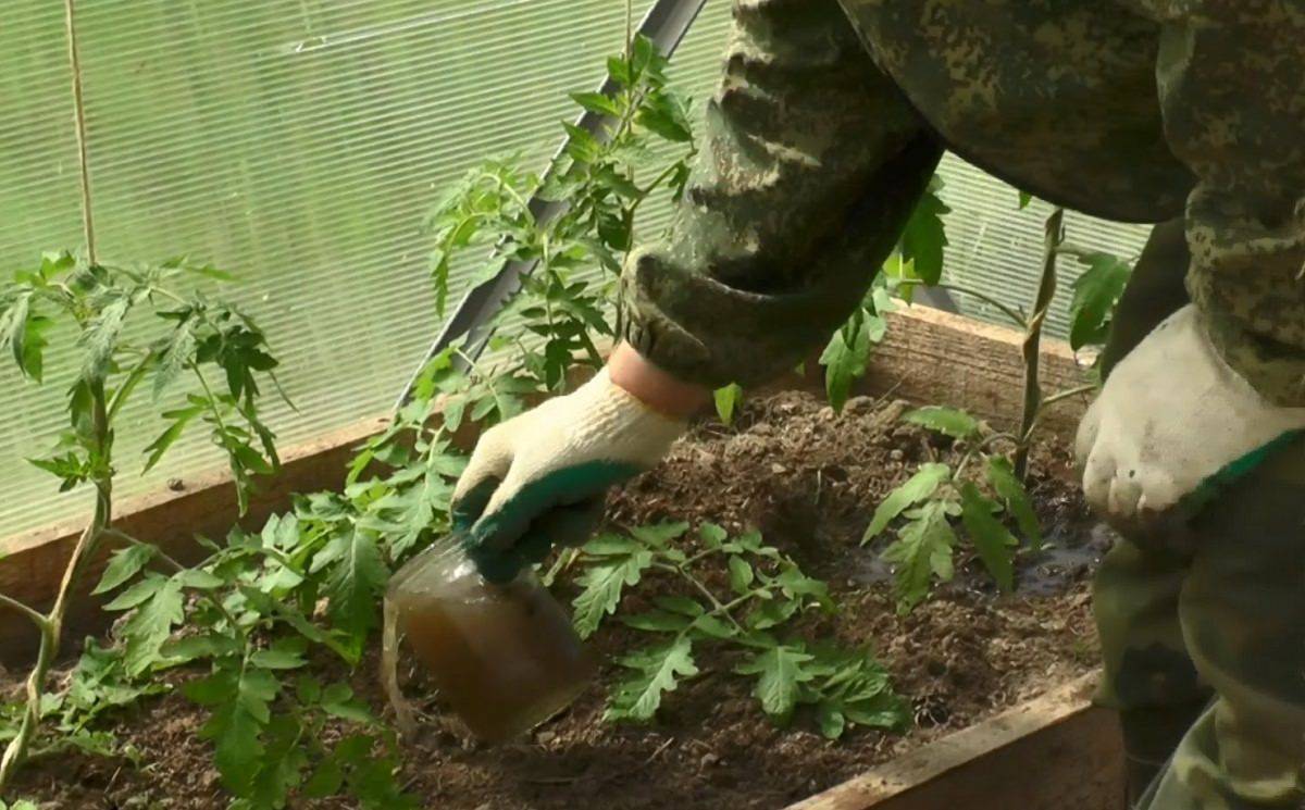 Чем следует подкормить помидоры после высадки в теплицу, в грунт чтобы они были толстенькие и вкусные (фото & видео)+отзывы